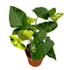 60 cm Philodendron Burle Marx Variegata House Plant 17 cm Pot