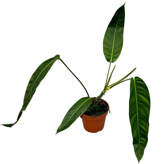 60 cm Philodendron Patriciae House Plant 17 cm Pot