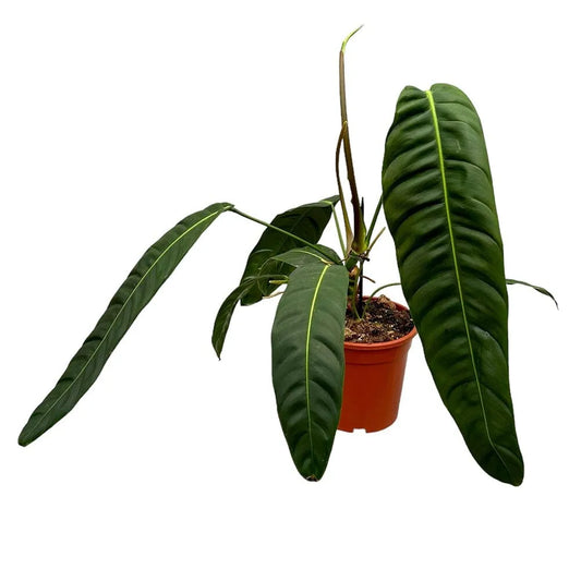 60 cm Philodendron Patriciae House Plant 21 cm Pot