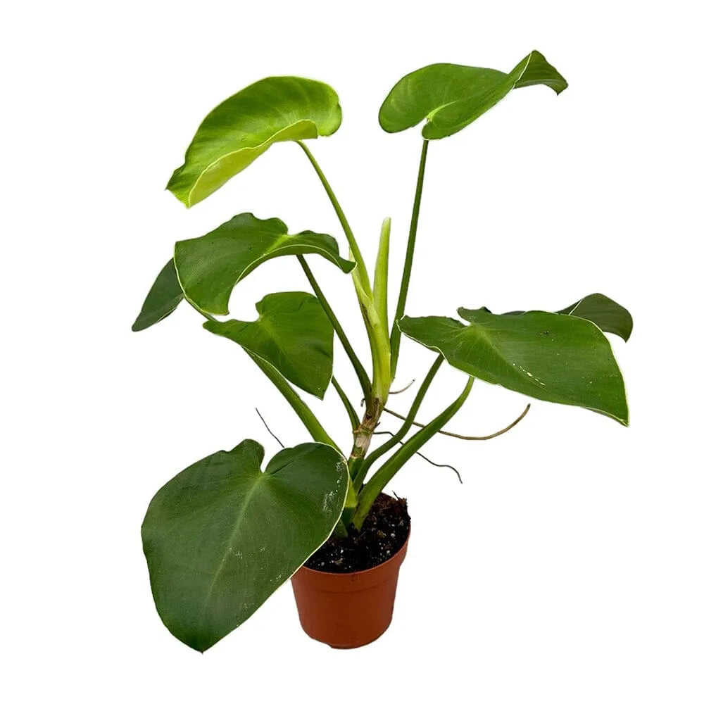 60 cm Philodendron Rugosum House Plant 17 cm Pot