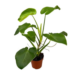 60 cm Philodendron Rugosum House Plant 17 cm Pot