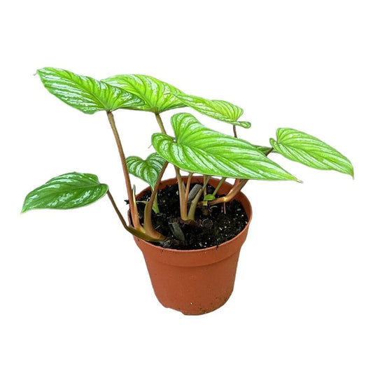 60 cm philodendron mamei House Plant 17 cm Pot