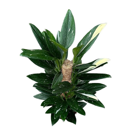 60cm Monstera Standleyana House Plant 17cm Pot