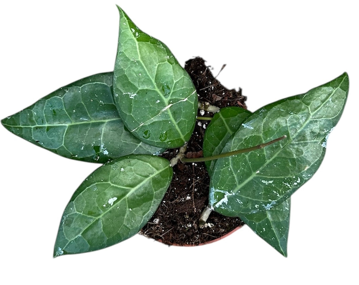 Hoya Verticillata Lampung House Plant 10,5 cm Pot