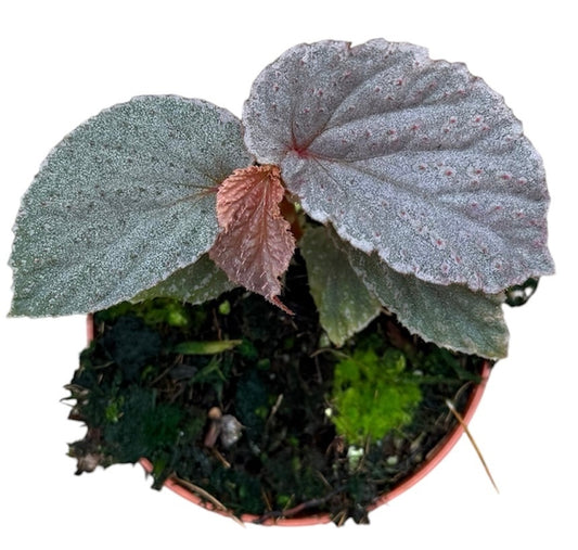 Begonia Lamriana Silver 8cm Pot 10cm Height House Plant