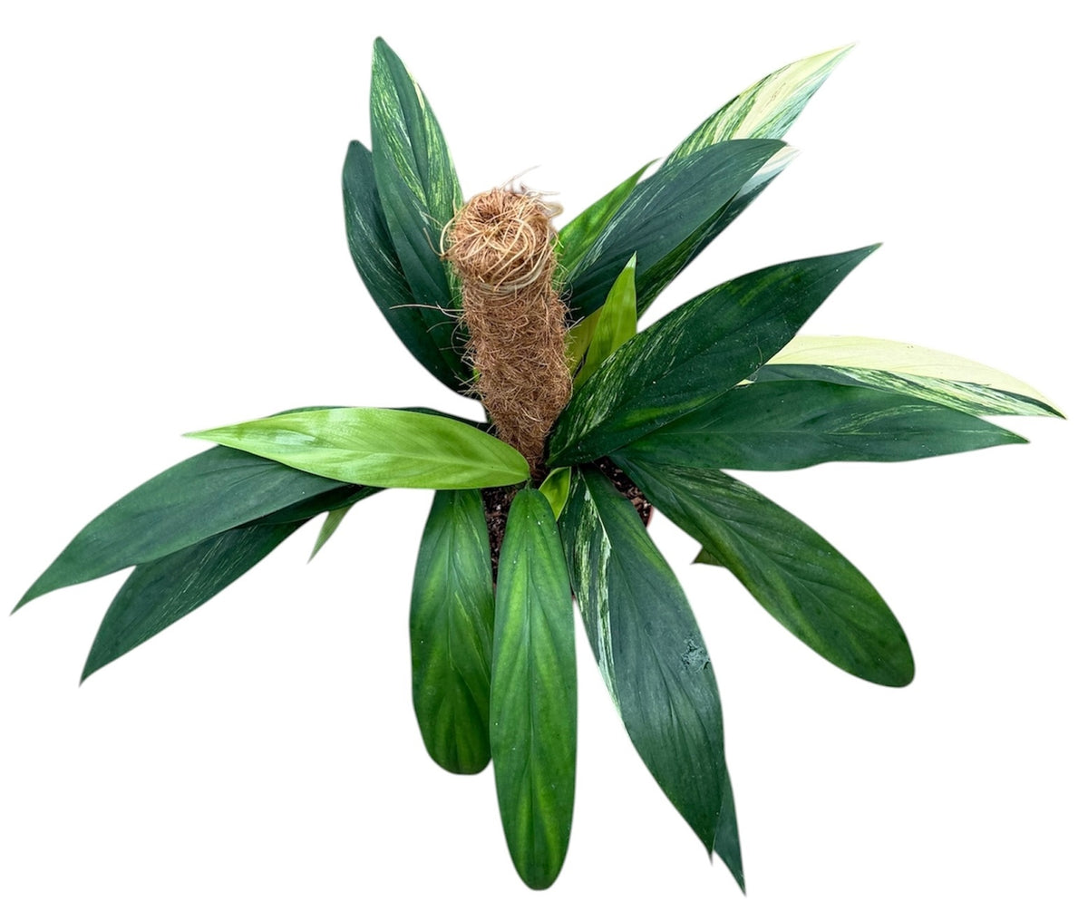 Amplissimum Aurea Variegata Mosspole 17cm Pot 40cm Height House Plant