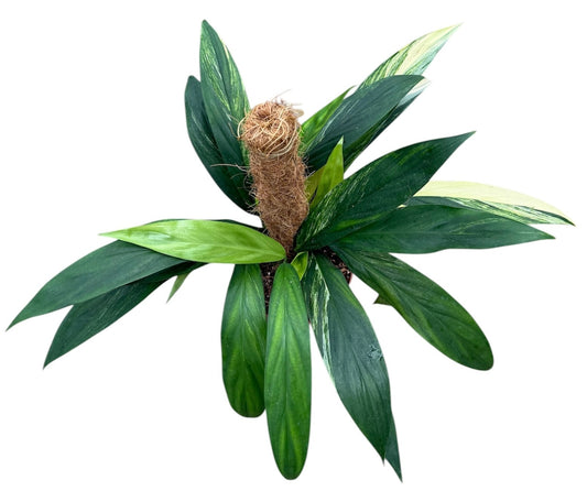 Amplissimum Aurea Variegata Mosspole 17cm Pot 40cm Height House Plant