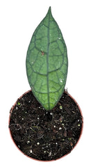 Hoya Clemensiorum Sumatra Dark Leaf 10.5cm Pot 15cm Height House Plant