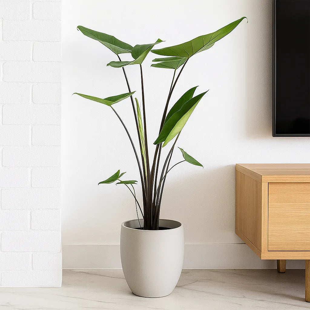 65 - 75cm Alocasia Black Stem Zebrina Elephant Ear 17cm Pot House Plant