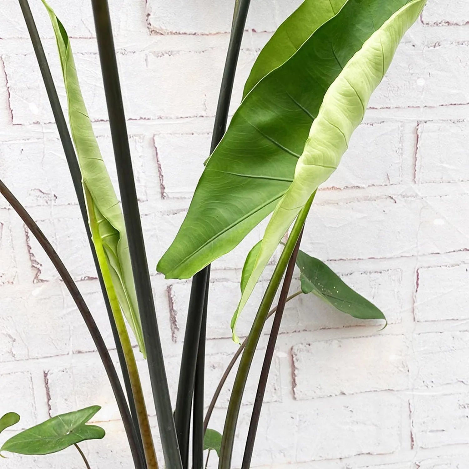 65 - 75cm Alocasia Black Stem Zebrina Elephant Ear 17cm Pot House Plant