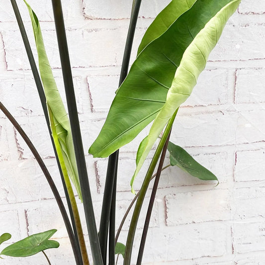 65 - 75cm Alocasia Black Stem Zebrina Elephant Ear 17cm Pot House Plant