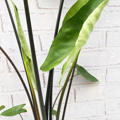 65 - 75cm Alocasia Black Stem Zebrina Elephant Ear 17cm Pot House Plant