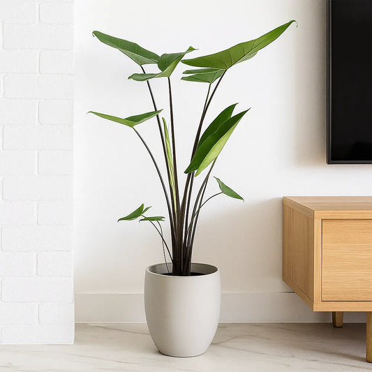 65 - 75cm Alocasia Black Stem Zebrina Elephant Ear 17cm Pot House Plant