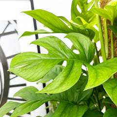 65 - 75cm Rhaphidophora Tetrasperma on Mosspole 17cm Pot House Plant