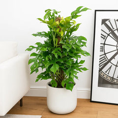 65 - 75cm Rhaphidophora Tetrasperma on Mosspole 17cm Pot House Plant