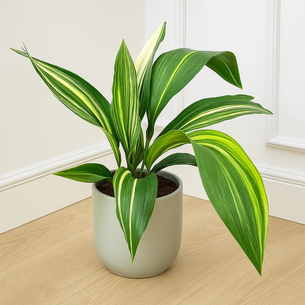 65 - 75cm Variegated Aspidistra Elatior Cast Iron Plant 17cm Pot House Plant