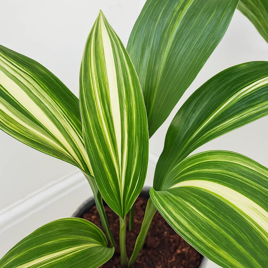 65 - 75cm Variegated Aspidistra Elatior Cast Iron Plant 17cm Pot House Plant