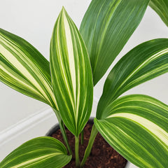 65 - 75cm Variegated Aspidistra Elatior Cast Iron Plant 17cm Pot House Plant