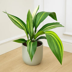 65 - 75cm Variegated Aspidistra Elatior Cast Iron Plant 17cm Pot House Plant