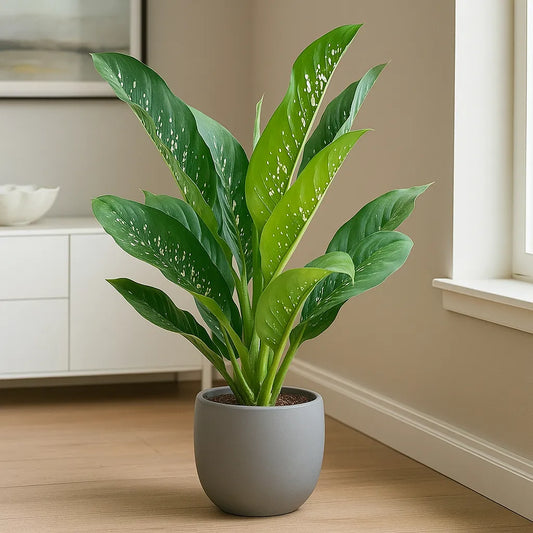 65 - 80cm Dieffenbachia Crocodile Dumb Cane 27cm Pot House Plant