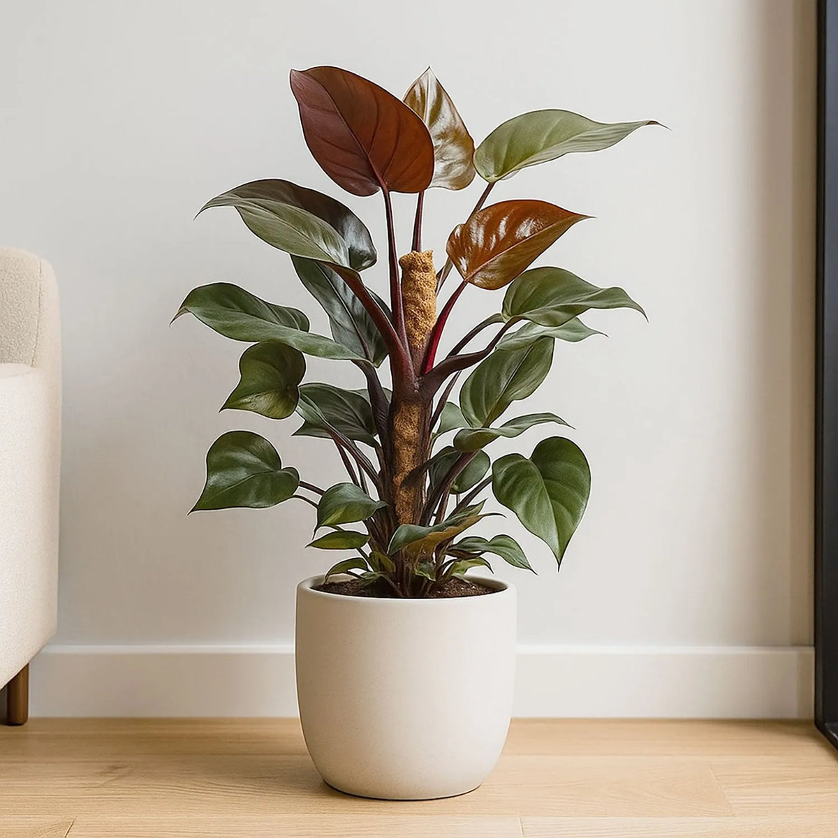 65 - 80cm Philodendron Royal Queen on Mosspole 17cm Pot House Plant