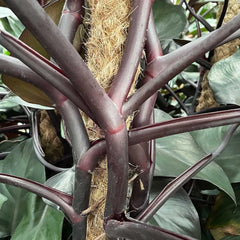 65 - 80cm Philodendron Royal Queen on Mosspole 17cm Pot House Plant