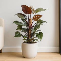 65 - 80cm Philodendron Royal Queen on Mosspole 17cm Pot House Plant