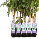 65cm Wisteria Floribunda Prolific 15cm Pot Indoor & Outdoor Plants