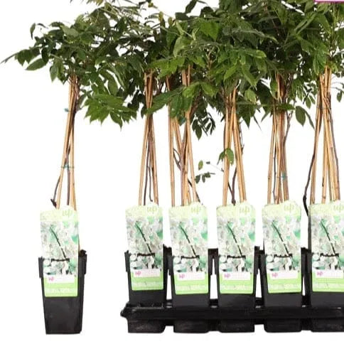 65cm Wisteria Floribunda Alba 15cm Pot