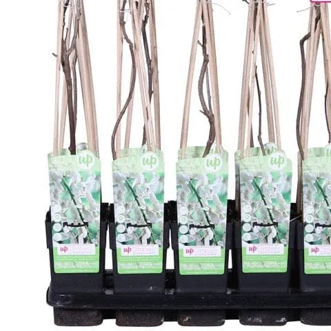 65cm Wisteria Floribunda Alba 15cm Pot