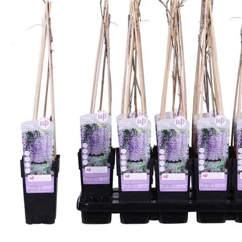 65cm Wisteria Floribunda Naga Noda 15cm Pot