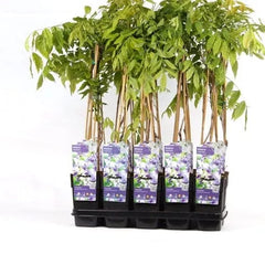 65cm Wisteria Floribunda Naga Noda 15cm Pot