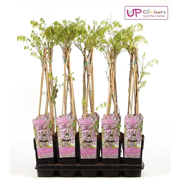 65cm Wisteria Floribunda Rosea 15cm Pot