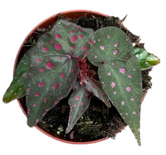 Begonia Amphioxus X Malachosticta 8cm Pot 15cm Height House Plant