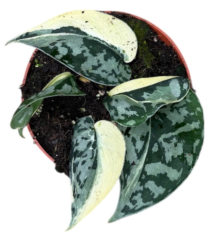 Scindapsus Mayari Variegata 10.5cm Pot House Plant