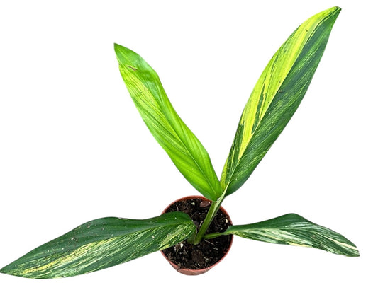 Amplissimum Aurea Variegata 10.5cm Pot House Plant