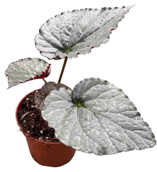 20 - 30cm Begonia Grey Earl 15cm Pot