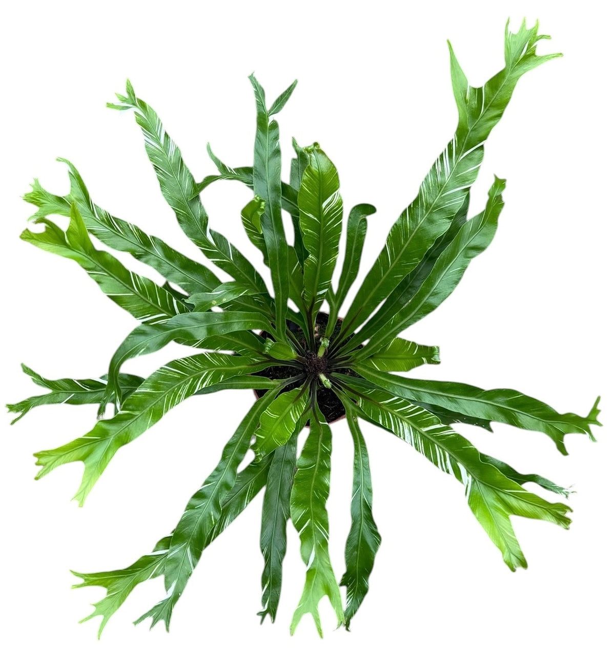 Asplenium Nidus Variegata 8cm Pot 10cm Height House Plant