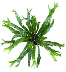 Asplenium Nidus Variegata 8cm Pot 10cm Height House Plant