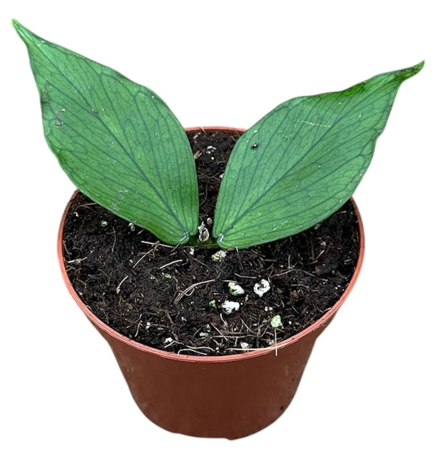 Hoya Polyneura 8cm Pot 10cm Height House Plant