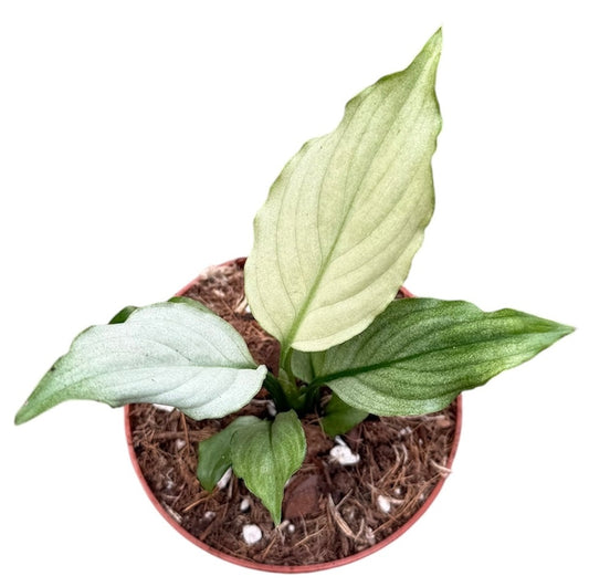 Spathiphyllum Blue Ice 8cm Pot 10cm Height Rare House Plant