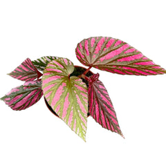 15 - 25cm Begonia Brevirimosa House Plant 10.5cm Pot