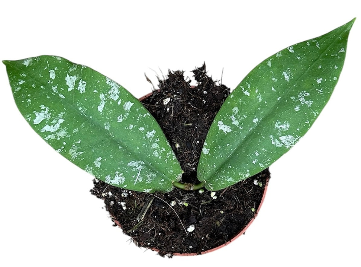 Hoya Mitrata Splash 10.5cm Pot 15cm Height House Plant