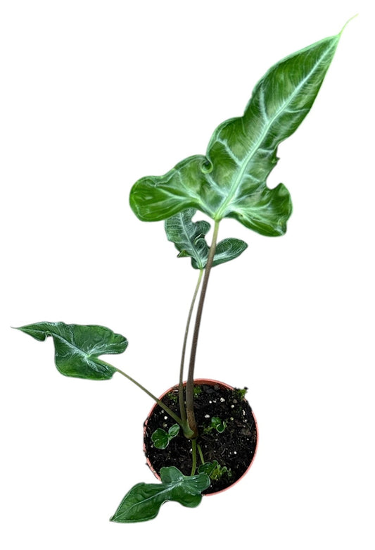 Alocasia Teletubbies 10.5cm Pot House Plant