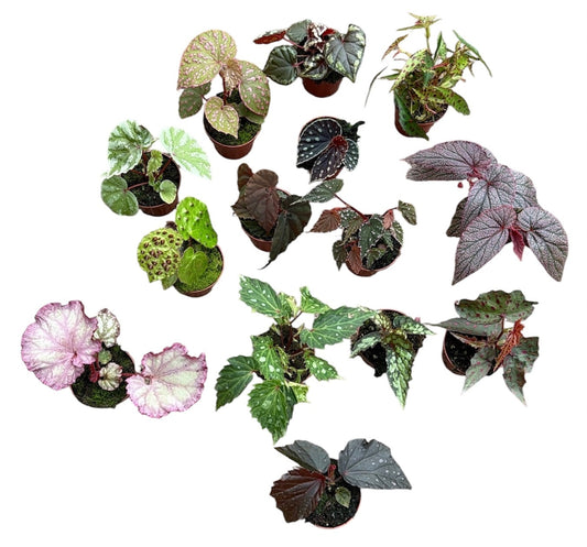 10 Rare Begonia Collectors Bundle House Plants 8cm Pot