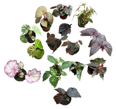 10 Rare Begonia Collectors Bundle House Plants 8cm Pot