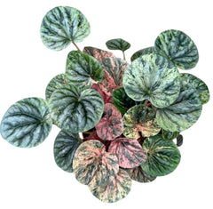 Peperomia Caperata Pink Lady 10.5cm Pot 15cm Height House Plant