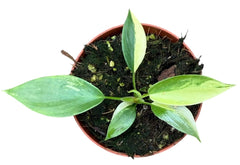 Philodendron Florida Beauty 8cm Pot 10cm Height House Plant