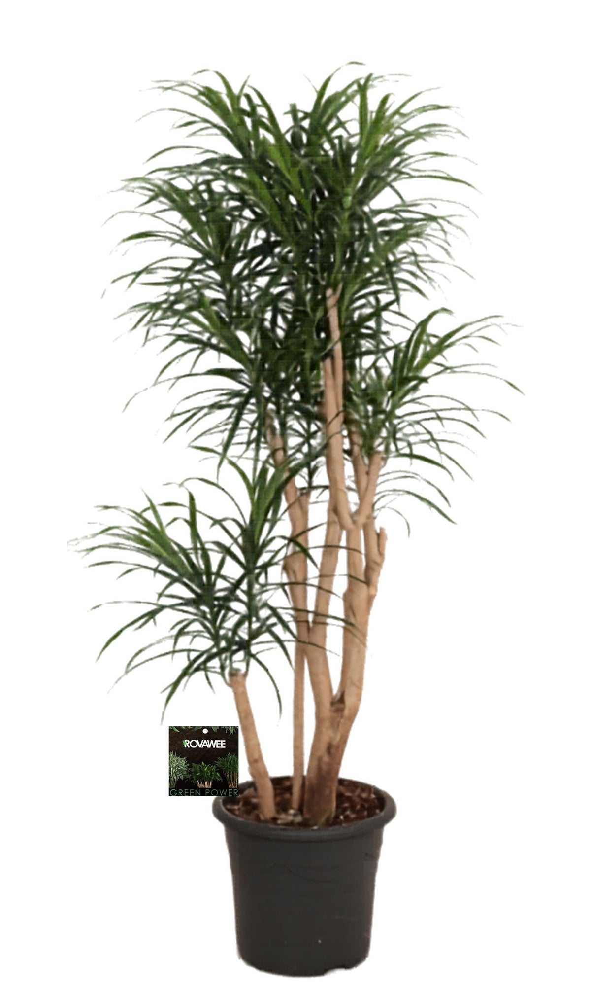 155 - 165cm Dracaena Reflexa Anita 32cm Pot House Plant