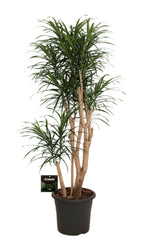 155 - 165cm Dracaena Reflexa Anita 32cm Pot House Plant